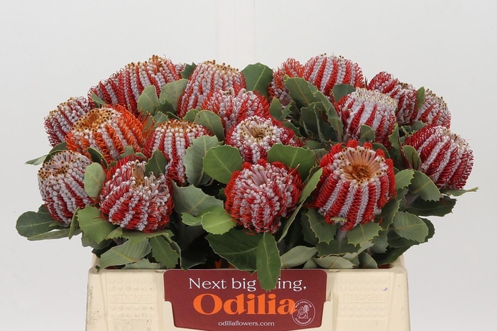 <h4>Banksia Coccinea</h4>
