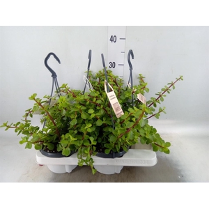 Portulacaria afra
