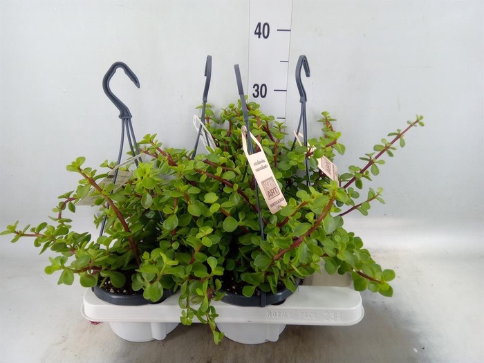 <h4>Portulacaria afra</h4>