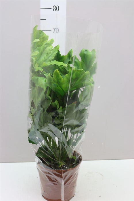 <h4>Philodendron Hope</h4>