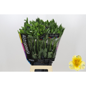 Alstroemeria Gigi Cream