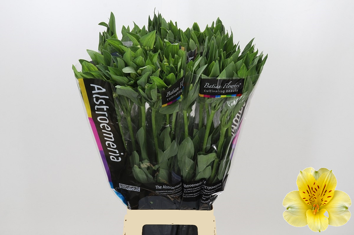 <h4>Alstroemeria Gigi Cream</h4>