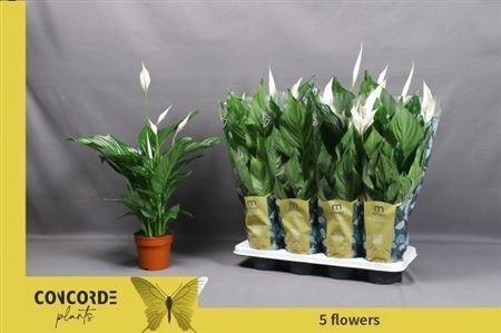 <h4>Spath Sweet Ricardo 5+</h4>
