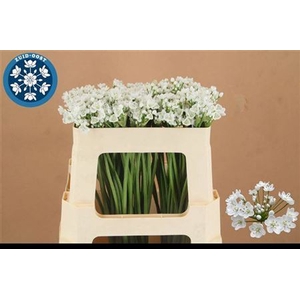 Allium Flocon