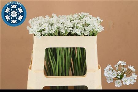 <h4>Allium Flocon Wit</h4>