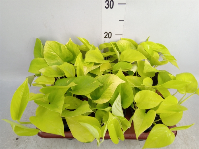 <h4>Epipremnum pinn. 'Golden Pothos'</h4>