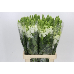 Antirrhinum Potomac Early White