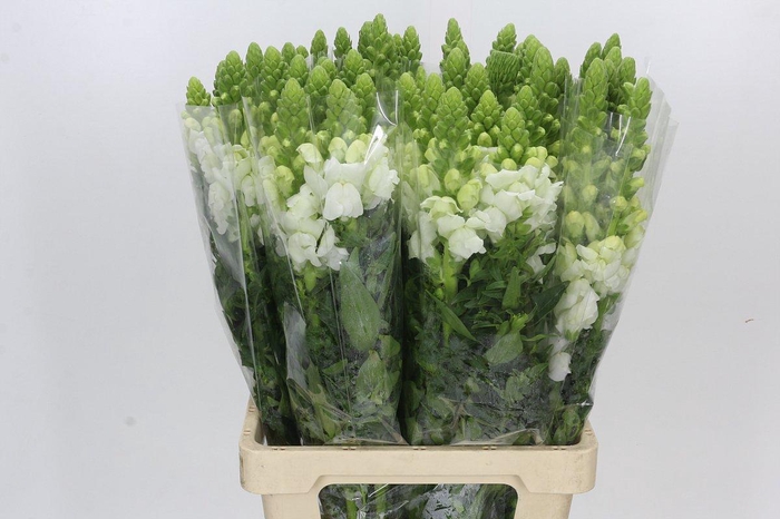 <h4>Antirrhinum Potomac Early White</h4>