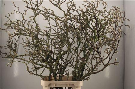 <h4>Magnolia Grandiflora</h4>