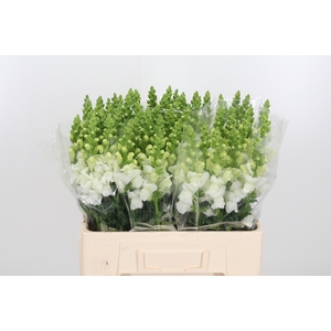 Antir Avignon White