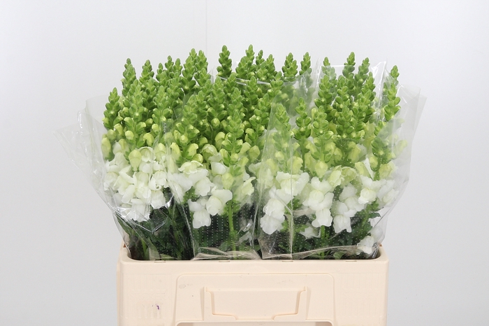 <h4>Antir Avignon White</h4>