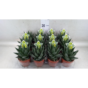 Aloe aristata 'Tiki Tahi'