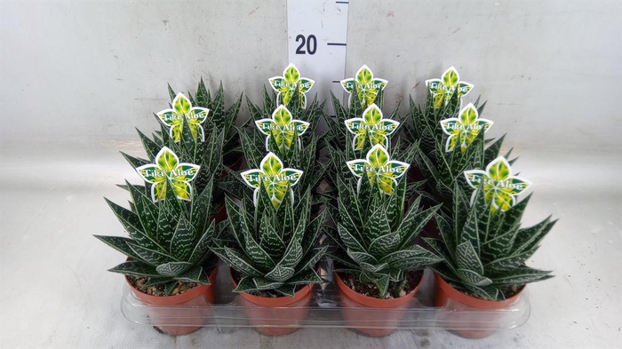 <h4>Aloe aristata 'Tiki Tahi'</h4>