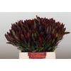 Leucadendron Saf Sunset Dark R.