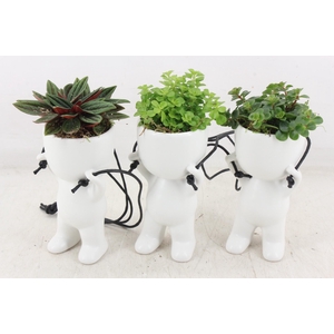 arr3 SN - Ker. pop hang mix x12