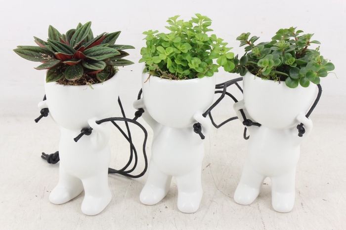 <h4>arr3 SN - Ker. pop hang mix x12</h4>