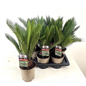 CYCAS REVOLUTA