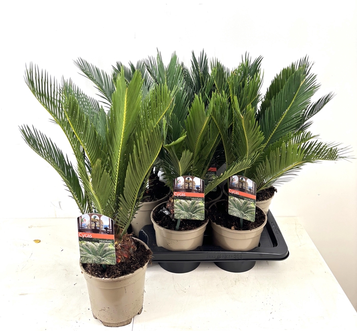 <h4>CYCAS REVOLUTA</h4>