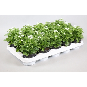 Myosotis Mon Amie Wit