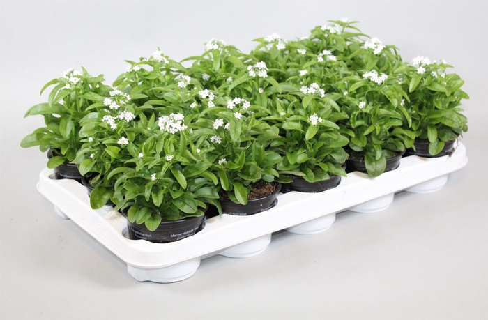 <h4>Myosotis Mon Amie Wit</h4>