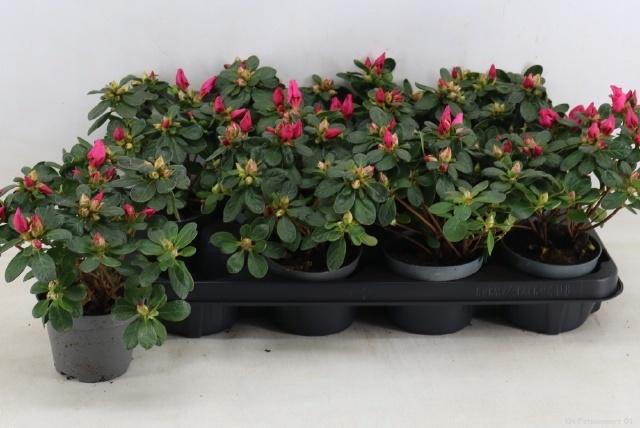 <h4>RHODO SI OV</h4>
