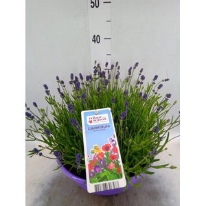 Lavandula angus. 'Essence Pure'