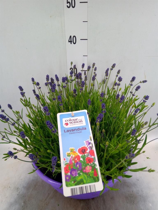 <h4>Lavandula angus. 'Essence Pure'</h4>