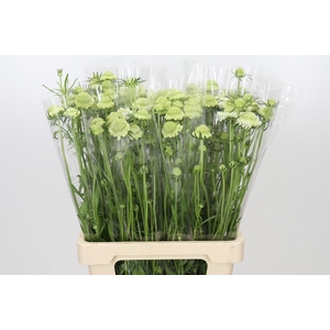 Scabiosa Scoop White