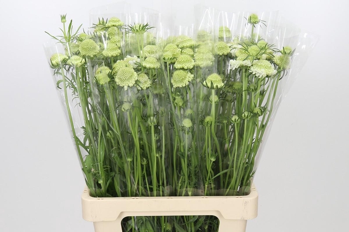 <h4>Scabiosa Scoop White</h4>