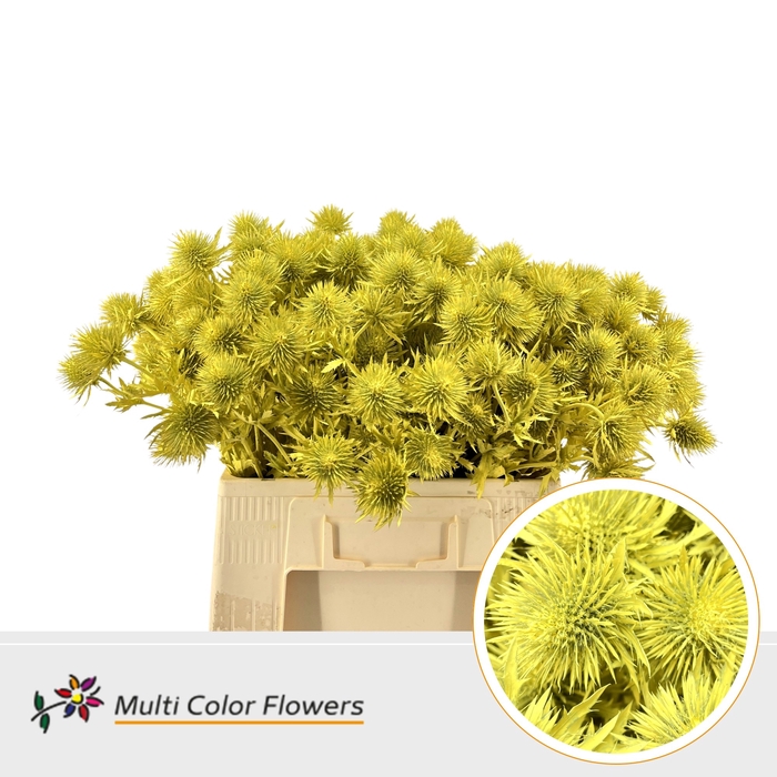 <h4>Eryngium Geel</h4>