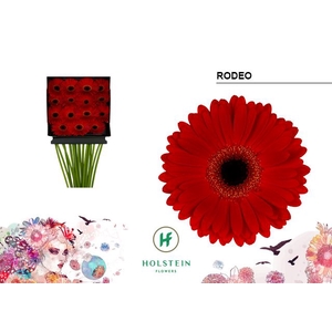 Gerbera Rodeo Diamond per kaart