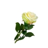 Rosa Cream Extra