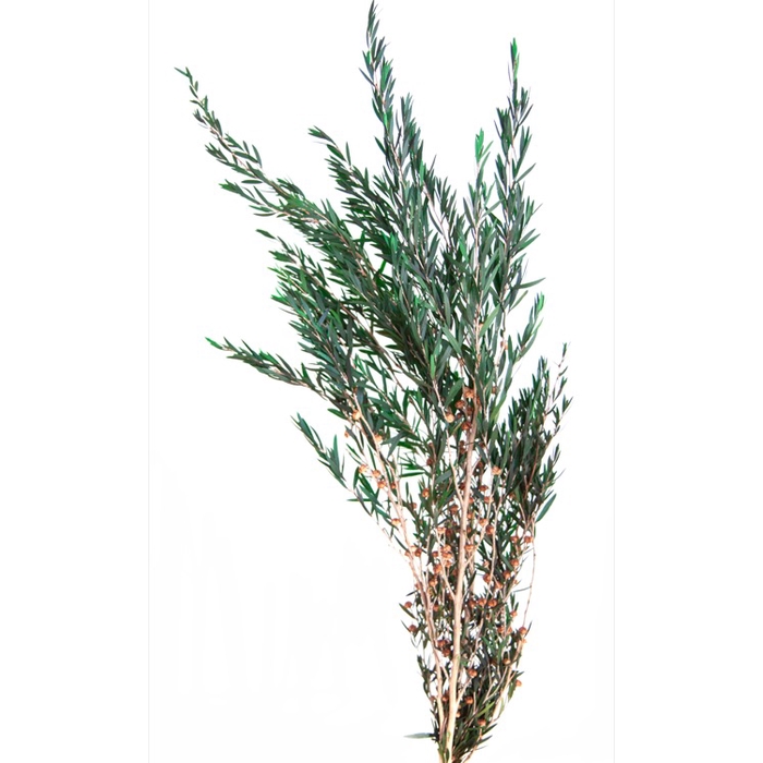 <h4>Lepto Lungifolia green 40/80</h4>