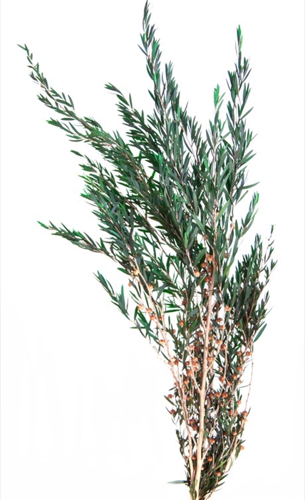 <h4>Lepto Lungifolia green 40/80</h4>