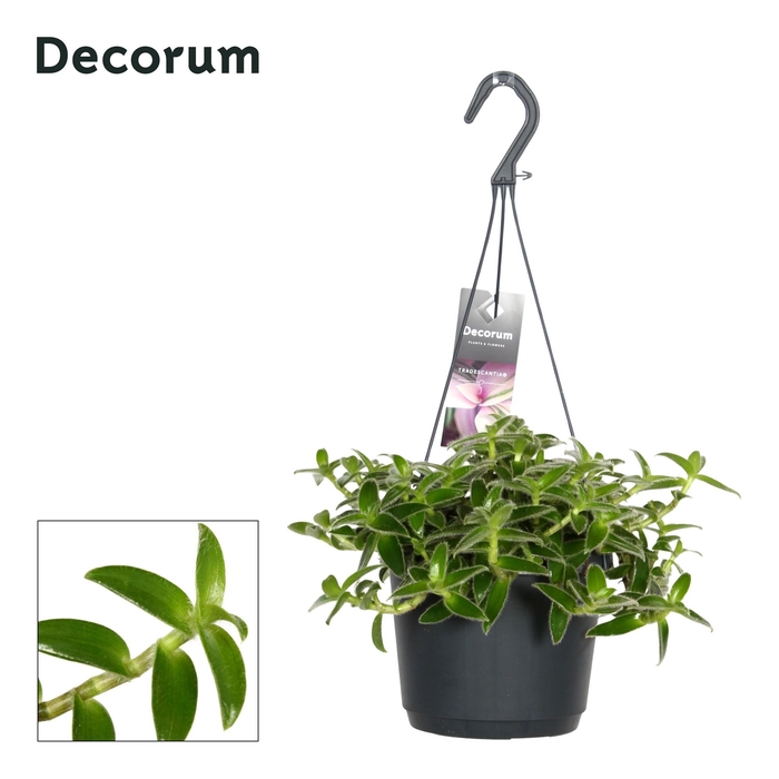 <h4>Trad Somaliensis Misty Hill</h4>