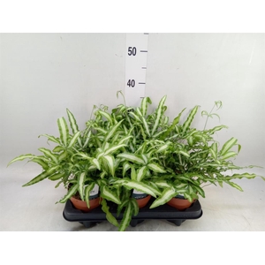 Pteris cretica 'Albolineata'