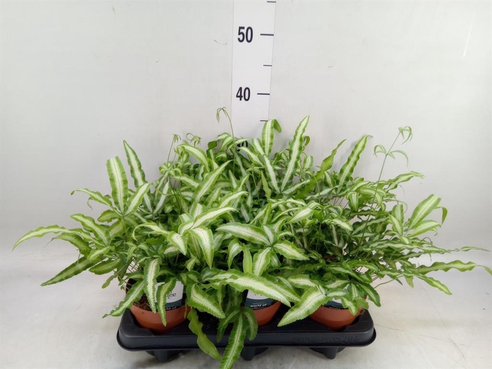 <h4>Pteris cretica 'Albolineata'</h4>