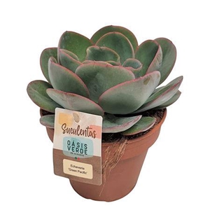 Echeveria Green Pacific - 1154