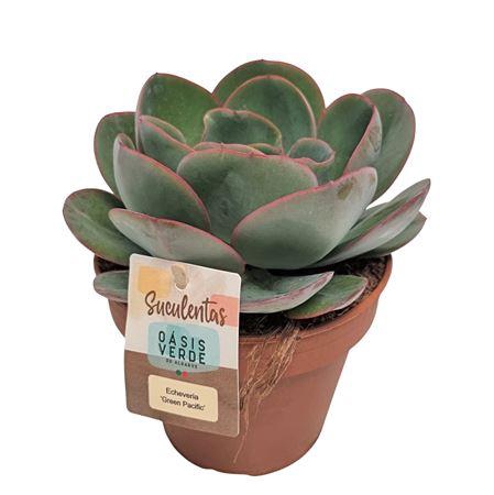 <h4>Echeveria Green Pacific - 1154</h4>