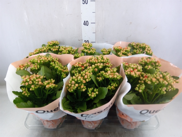 <h4>Begonia elat. DU 'Hailey Sunset'</h4>
