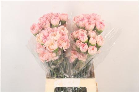 <h4>Di St Minami Sukari</h4>