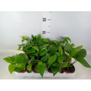 Epipremnum pinn. 'Aureum'