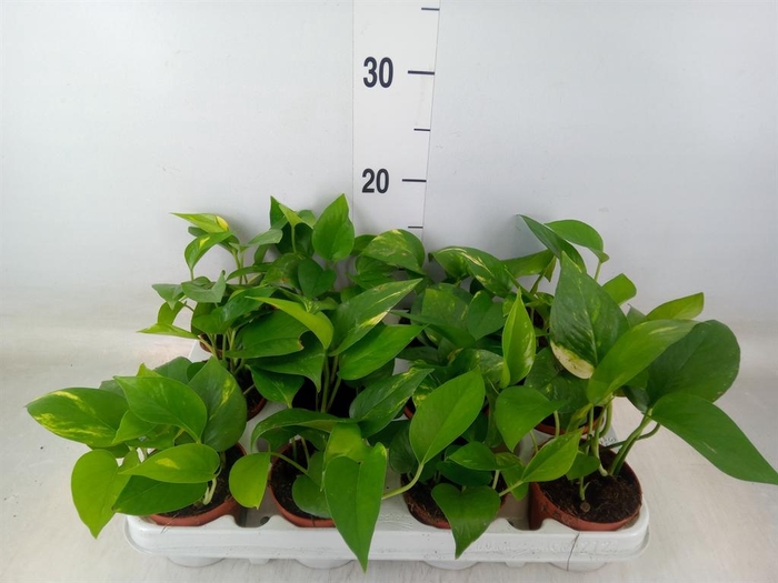 <h4>Epipremnum pinn. 'Aureum'</h4>