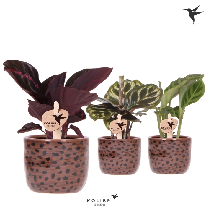 <h4>Kolibri Greens Calathea mix in Leopard pot</h4>