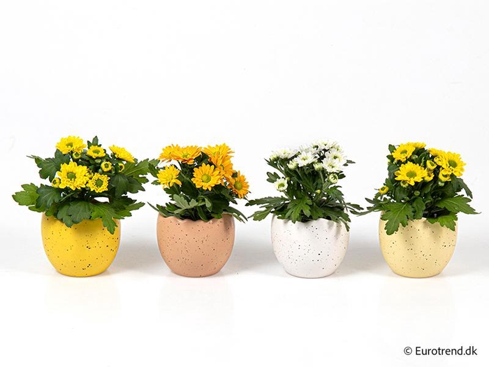 <h4>CHRYS.IND.HYBRID MINI</h4>