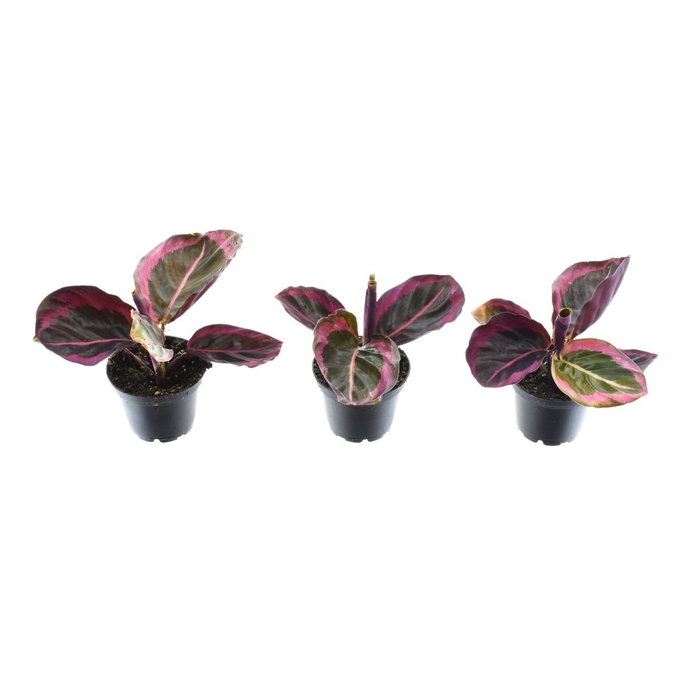 Calathea Princess Jesse 7 cm (Decorum)