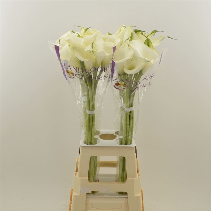 <h4>Calla Ventura</h4>