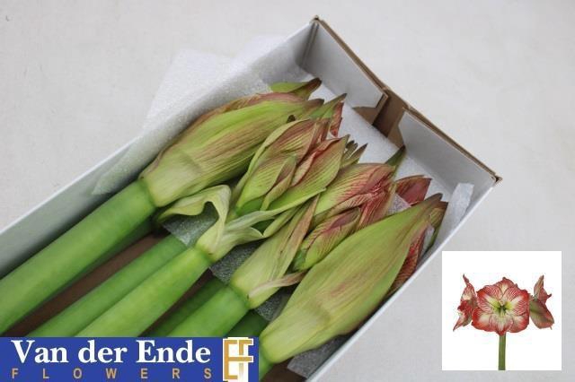 <h4>HIPP GA MEGA STAR</h4>