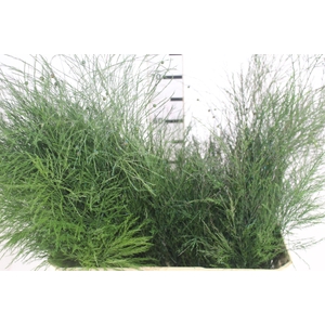 FOLHAGEM ASPARGO VASSOURINHA