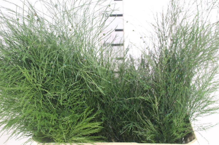 <h4>FOLHAGEM ASPARGO VASSOURINHA</h4>